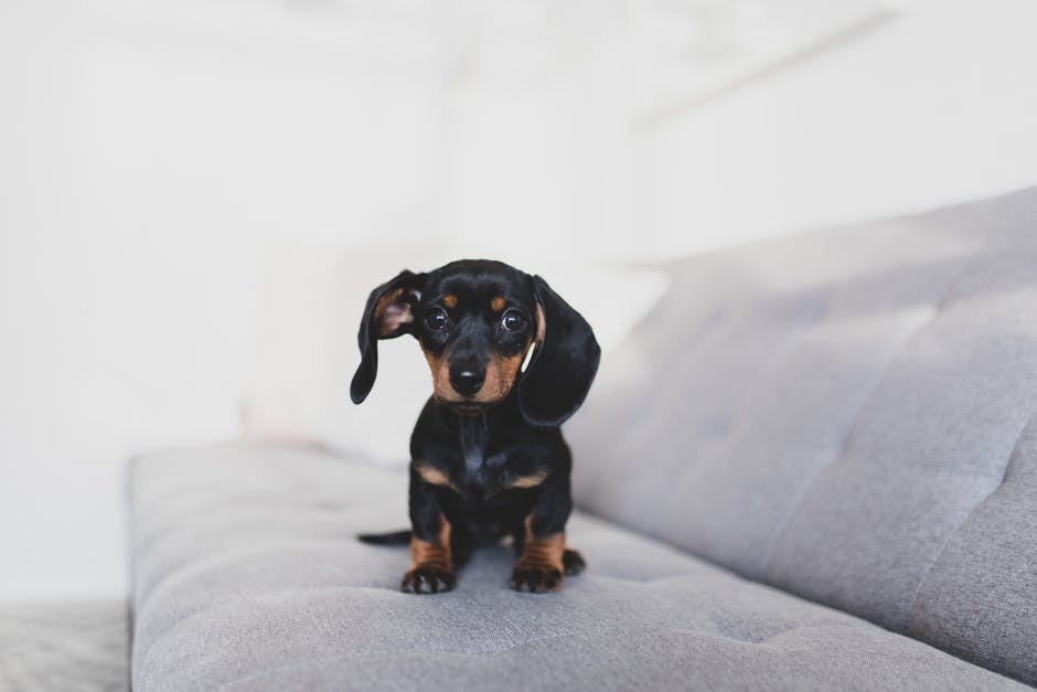 Your Couch Will No Longer Fear Pets or Kids -Fabrics Types to Consider